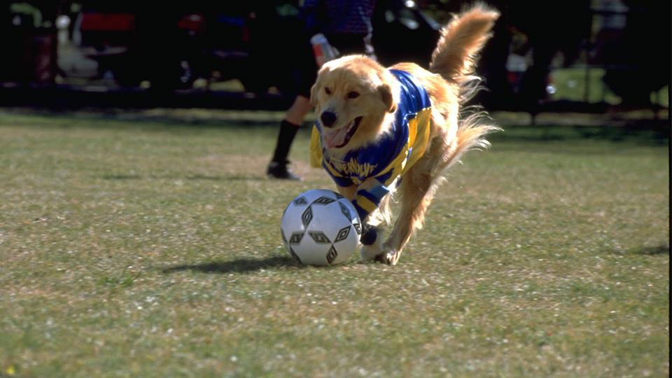Ilustrasi anjing bermain bola - INDOSPORT